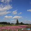 秋桜