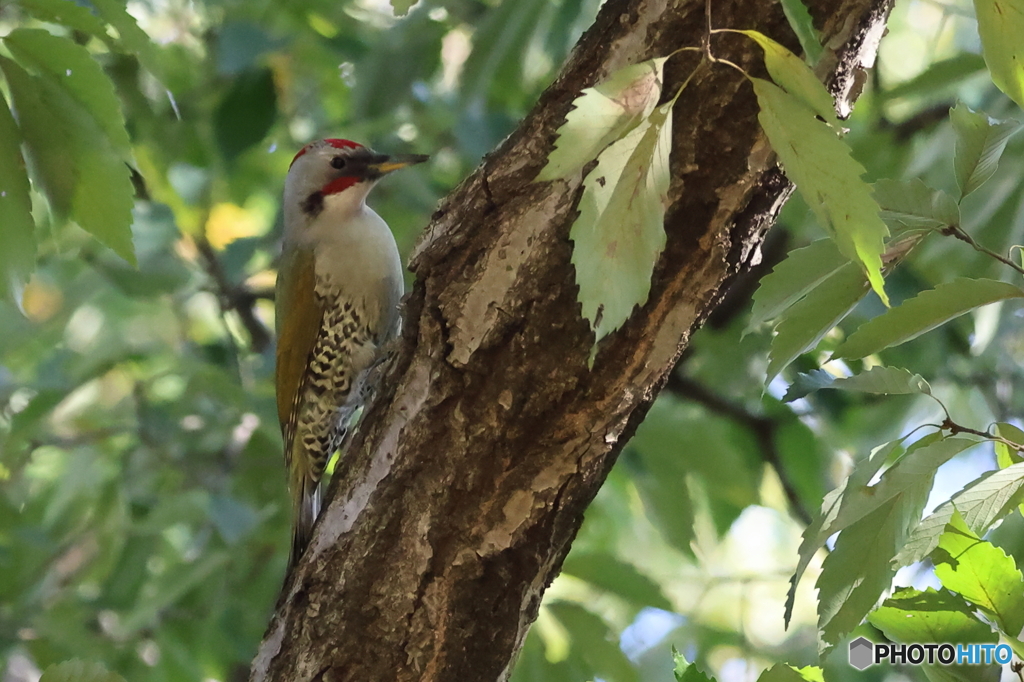 アオゲラ　その２
