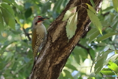 アオゲラ　その２