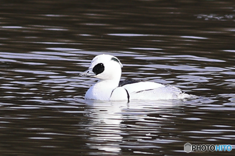 ミコアイサ（パンダガモ）その６