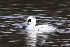 ミコアイサ（パンダガモ）その６