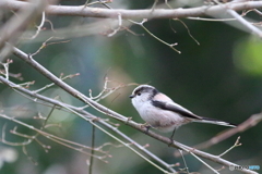 清水公園　エナガ　その4