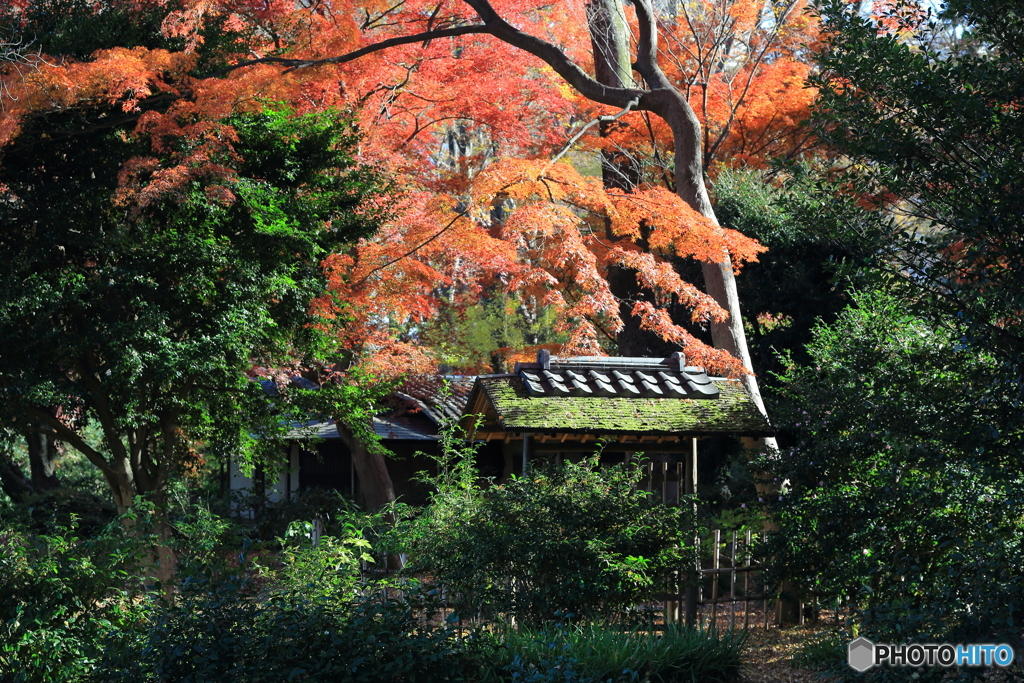 六義園その７