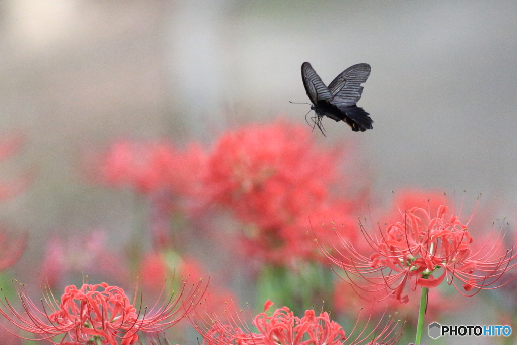 内牧公園　曼殊沙華