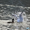 The Seagull　Part4