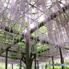 玉敷神社の藤 樹齢約400年