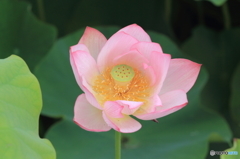 蓮の花その１