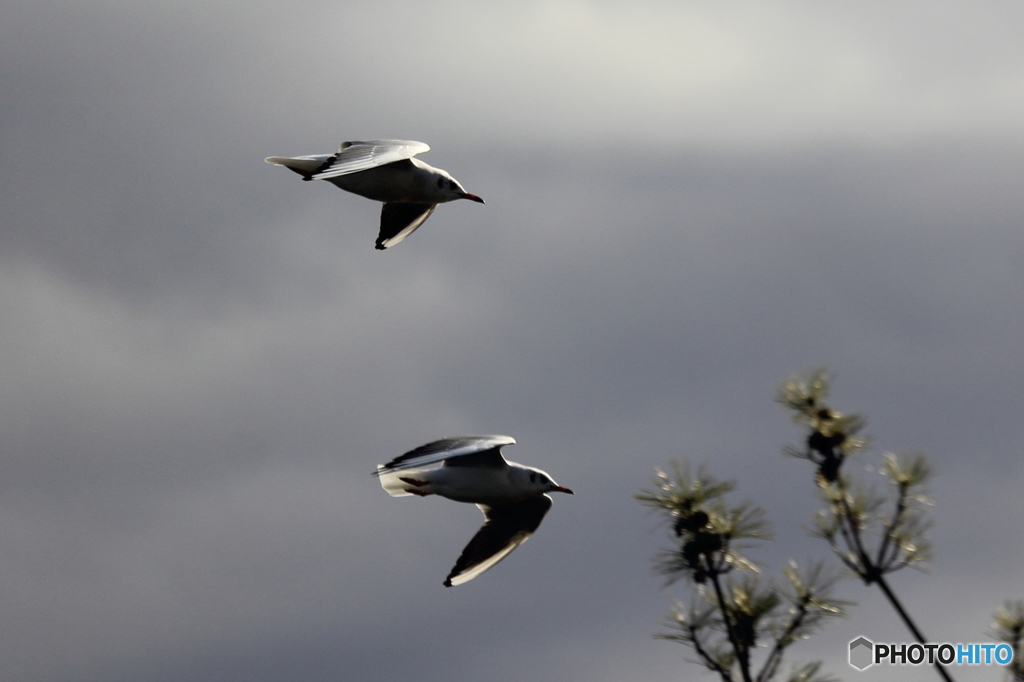 The Seagull　Part1