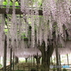 玉敷神社の藤 樹齢約400年