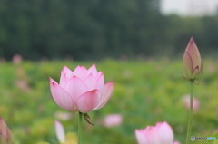 蓮の花その３