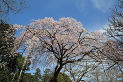 清水公園　枝垂れ桜