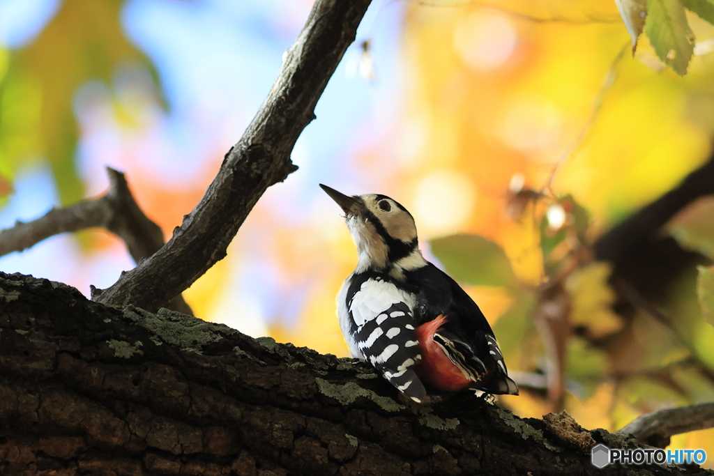 アカゲラ　その２