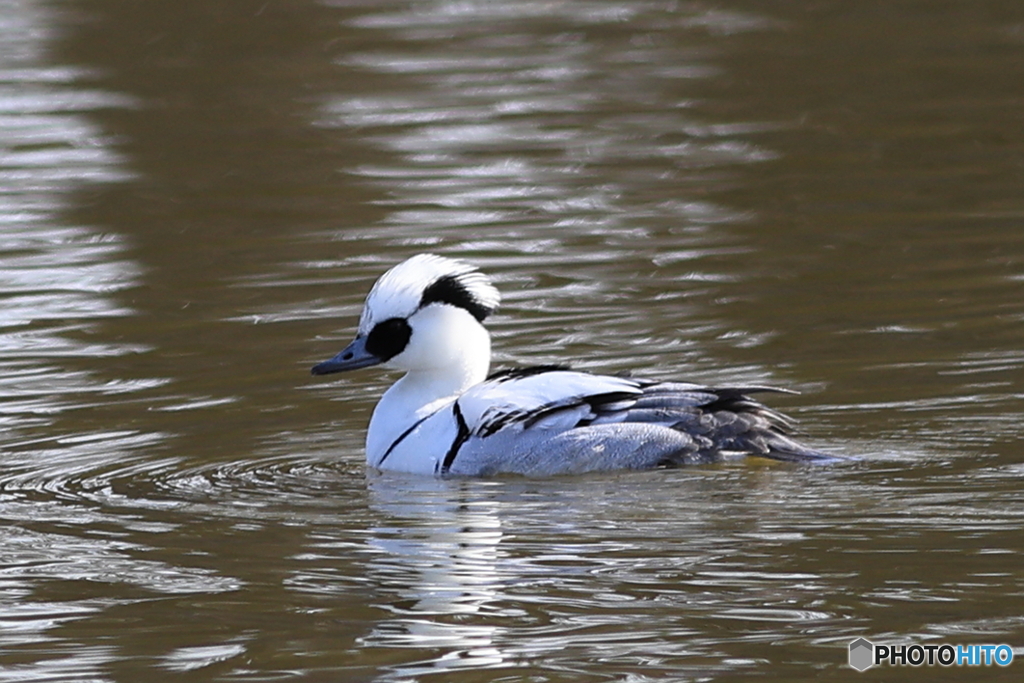 ミコアイサ（パンダガモ）その１