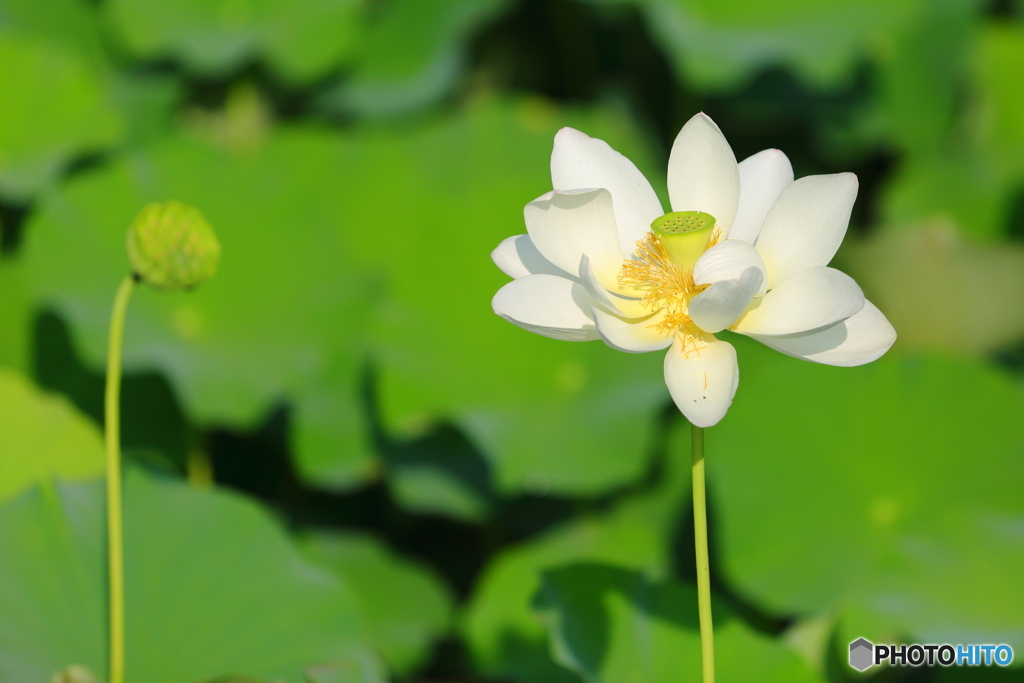 内牧公園　蓮池