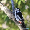 アカゲラ　その１