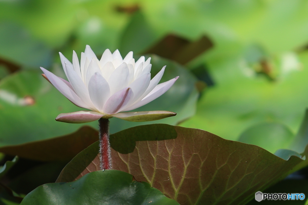 岩槻公園　睡蓮　その３
