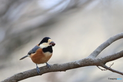 ヤマガラ　その２