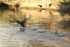 かもの着水