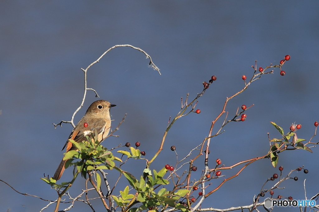 ジョウビタキ　メス