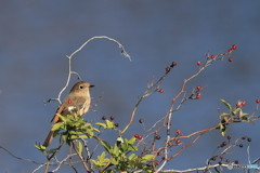 ジョウビタキ　メス
