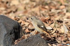 ジョウビタキ　その１