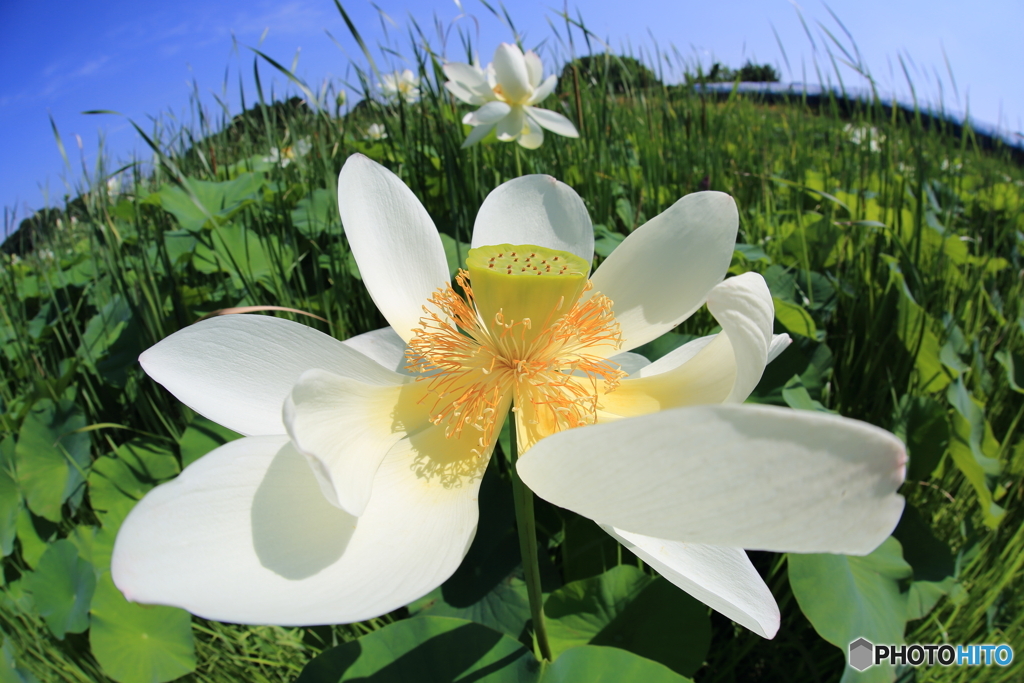 内牧黒沼公園　蓮の花