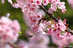 桜とメジロ　その９