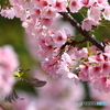 桜とメジロ　その９