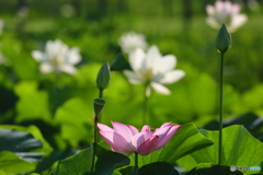 内牧公園　蓮池