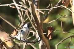 清水公園　小鳥