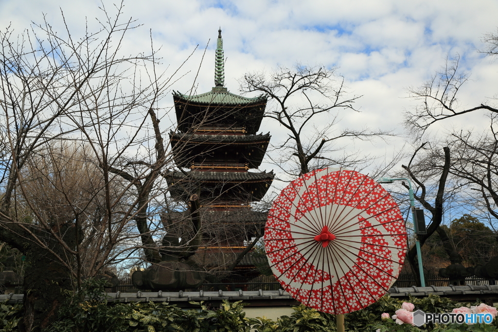 上野東照宮　冬牡丹