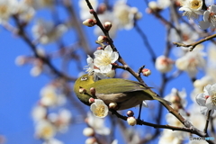 ウメジロウ　その７