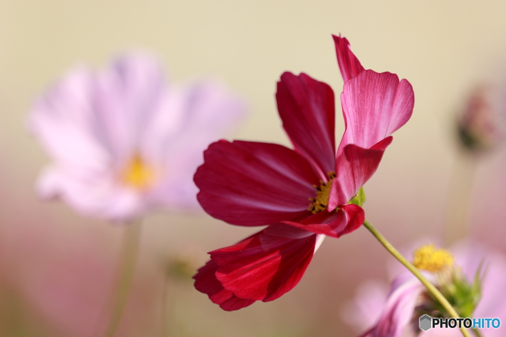 秋桜その２