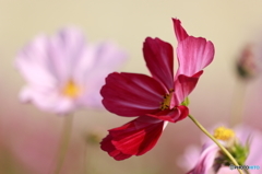 秋桜その２