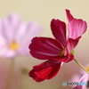 秋桜その２