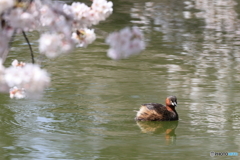 大宮公園　さくら　その９