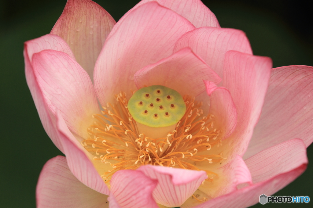 蓮の花その４
