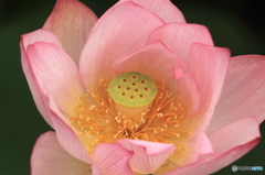 蓮の花その４
