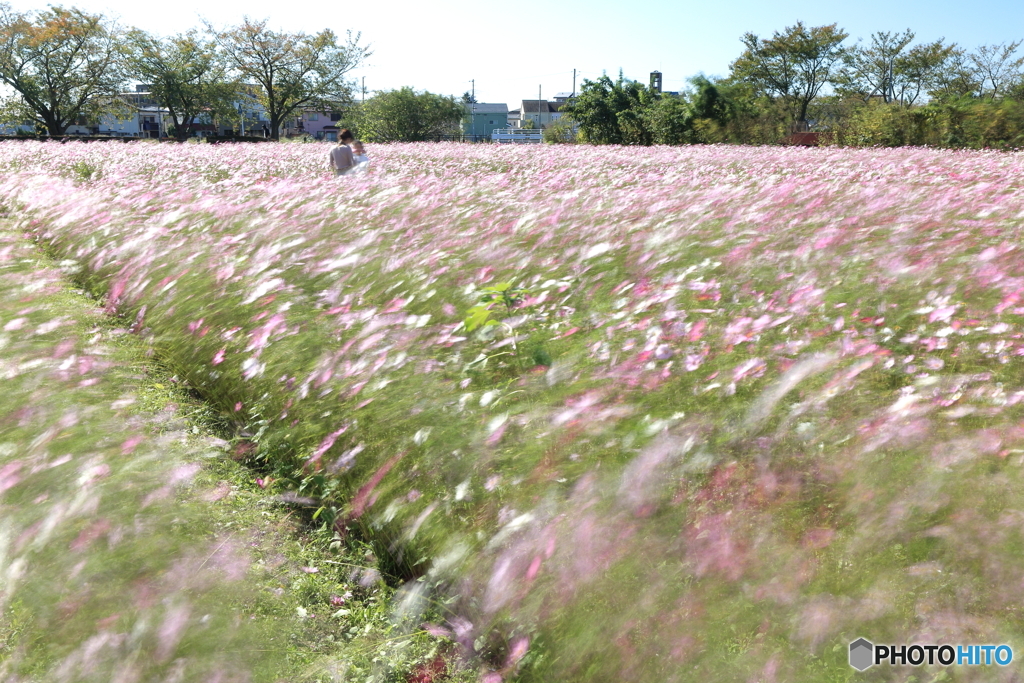 風と秋桜