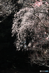 枝垂れ梅　その３