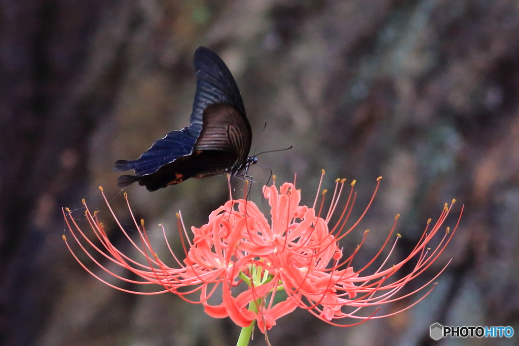 内牧公園　曼殊沙華