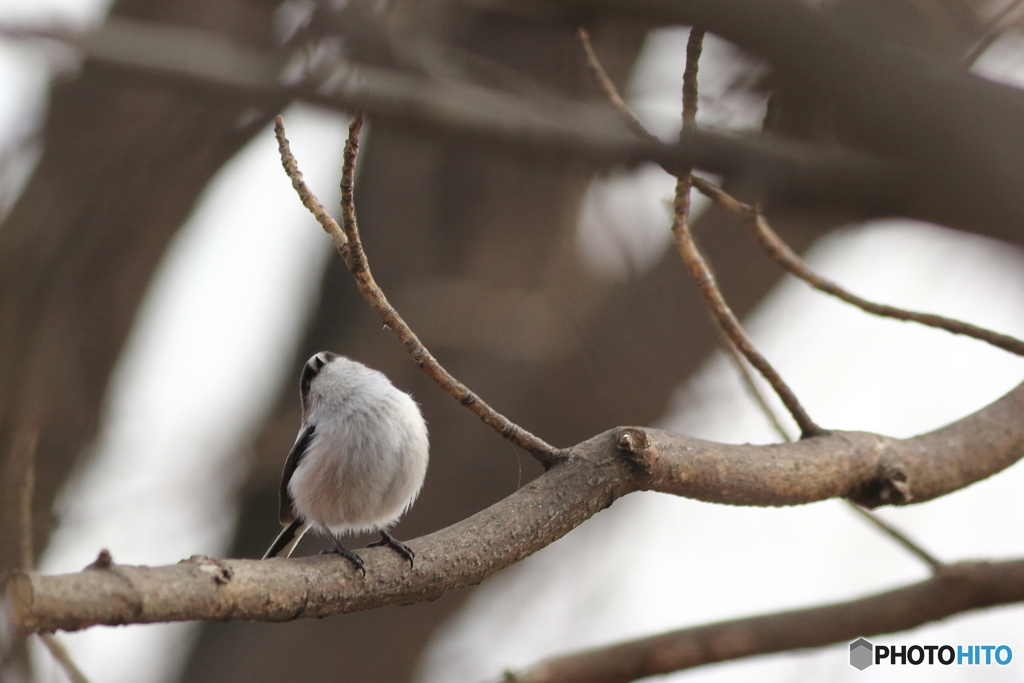 ぶりっこエナガのぶりっこポーズ