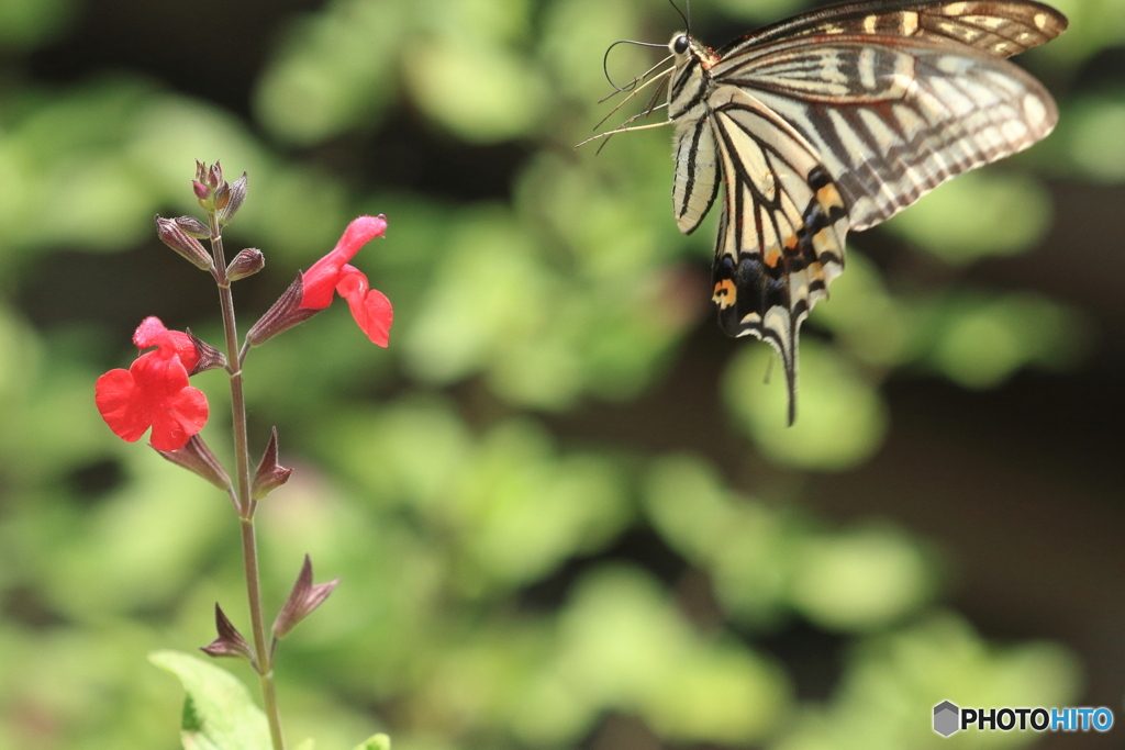 アゲハ蝶の飛行