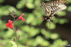 アゲハ蝶の飛行