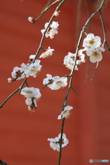 枝垂れ梅　その１