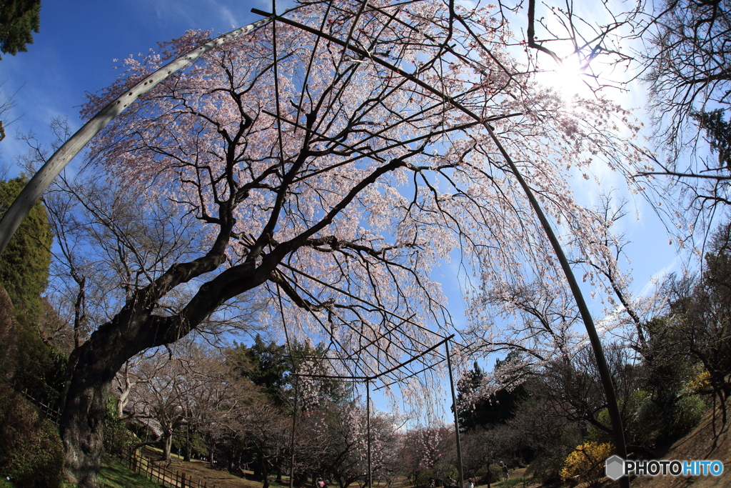 清水公園　枝垂れ桜