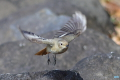 ジョウビタキ　その２