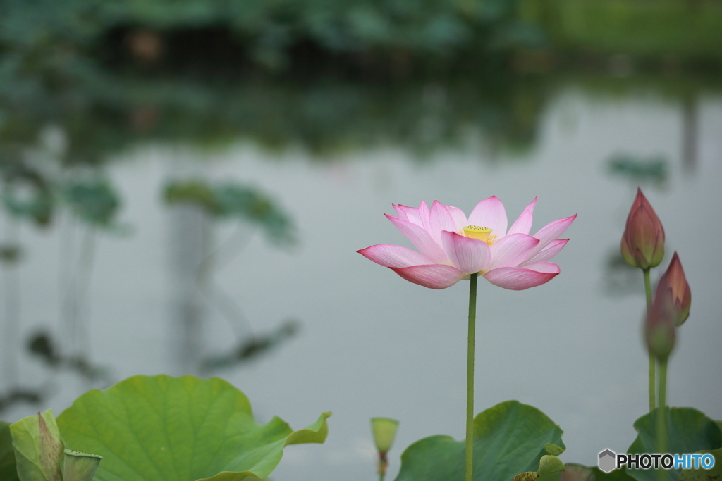 黒沼公園　蓮