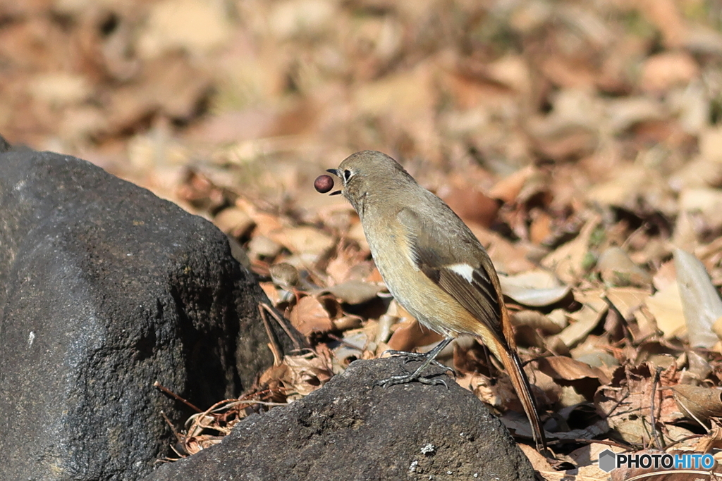 ジョウビタキ　その６