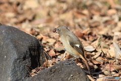 ジョウビタキ　その６